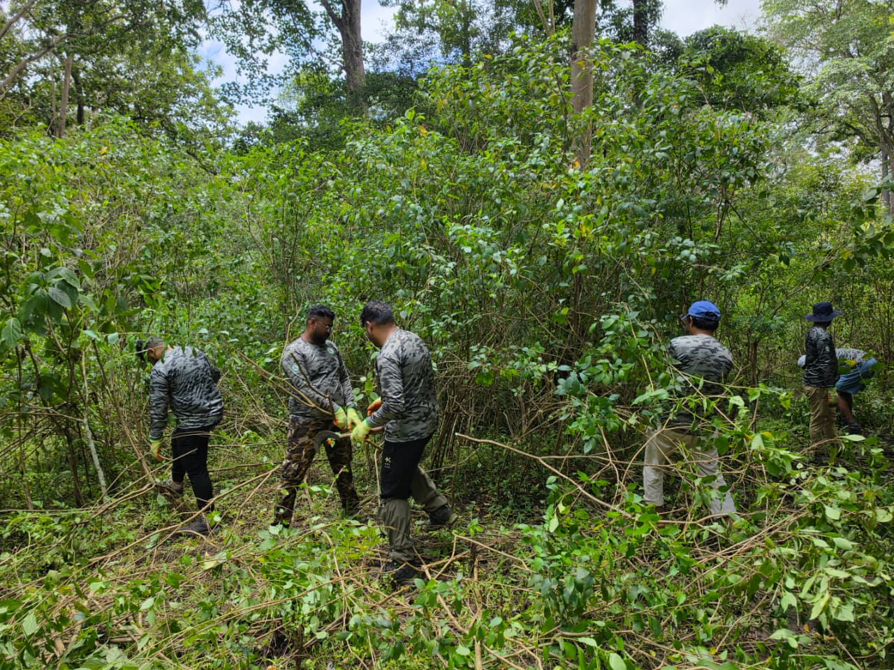 Forest restoration